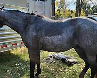 14-hand-blue-roan-horse