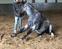 aqha-quarter-horse-mare