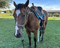 beginner-started-under-saddle-gelding