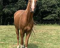 sorrel-arabian-saddlebred-gelding