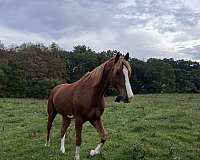 lesson-show-arabian-saddlebred-horse