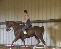 sorrel-lesson-show-horse