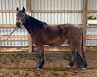 quarter-horse-gelding