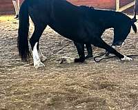 black-white-socks-strip-on-face-horse