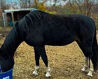 companion-horse-dutch-warmblood