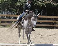 grey-mare-for-sale