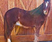 horsemanship-gypsy-vanner-horse