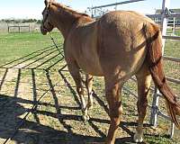 saved-gelding