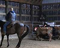 grulla-ranch-reining-horse