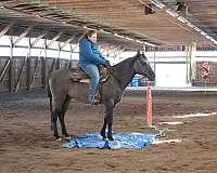 quarter-horse-gelding