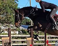 dutch-warmblood-gelding