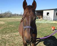 blanket-saddlebred-horse