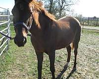 breeds-saddlebred-horse