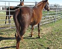 bridle-saddlebred-horse