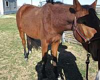 other-breeds-quarter-horse