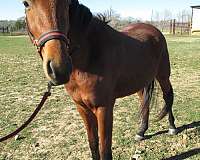 saddlebred-quarter-horse