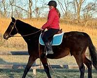 pleasure-thoroughbred-horse