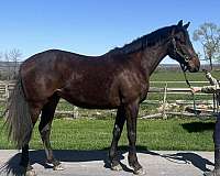all-iberian-horse