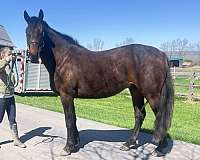 all-around-prospect-iberian-horse
