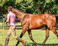 balanced-iberian-horse