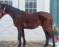 been-shown-iberian-horse