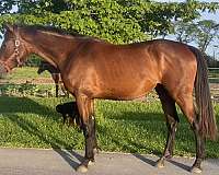 been-shown-iberian-horse