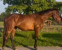 balanced-iberian-horse