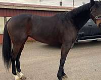 thoroughbred-horse-for-sale