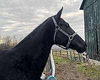 sporthorse-prospect-mare