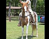 tennesseewalking-tennessee-walking-horse