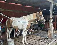 spottedwalkinghorse-tennessee-walking-horse