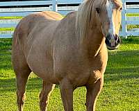 all-around-palomino-horse