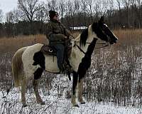 tobiano-horse