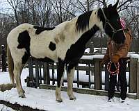 black-tobiano-horse