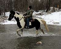 beginner-tennessee-walking-horse