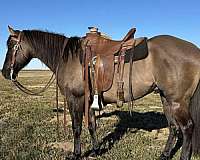 auction-quarter-horse