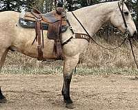 auction-quarter-horse