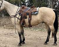 buckskin-quarter-horse