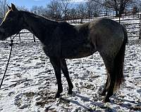 quarter-horse-for-sale