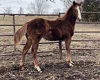 barrel-quarter-horse