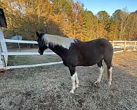 paint-horse-for-sale