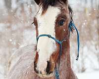 draft-x-clydesdale-horse