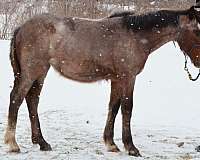 brabant-clydesdale-horse