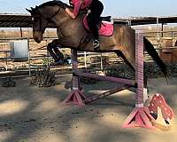 eventing-prospects-thoroughbred-horse