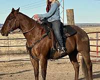 fun-gelding-quarter-horse