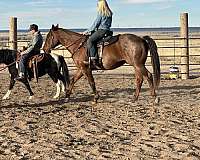 riding-deluxe-quarter-horse