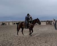 riding-deluxe-gelding