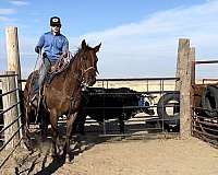 family-quarter-horse