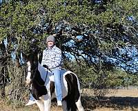 all-around-gypsy-vanner-horse