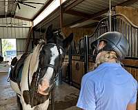 english-pleasure-gypsy-vanner-horse